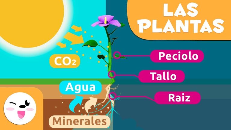 Diversi&oacute;n Bot&aacute;nica en Clases de Ciencias Naturales para Ni&ntilde;os de Primaria
