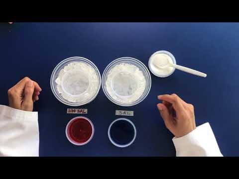 Creatividad y Experimentaci&oacute;n en Talleres de Ciencia para Ni&ntilde;os de Primaria