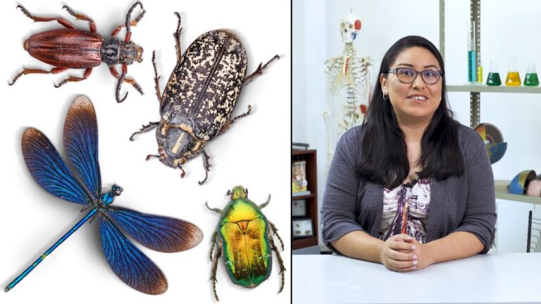 Recursos Educativos para Ni&ntilde;os sobre Vida Silvestre