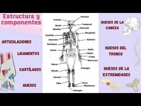 Recursos Educativos de Anatom&iacute;a para Primaria